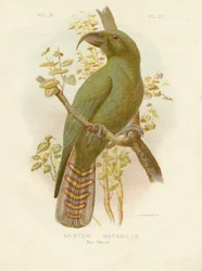 Kea, 1891